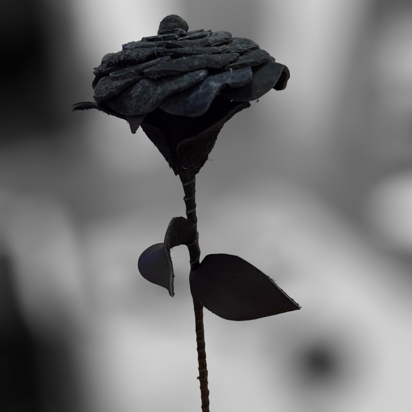 Cyclops Rose