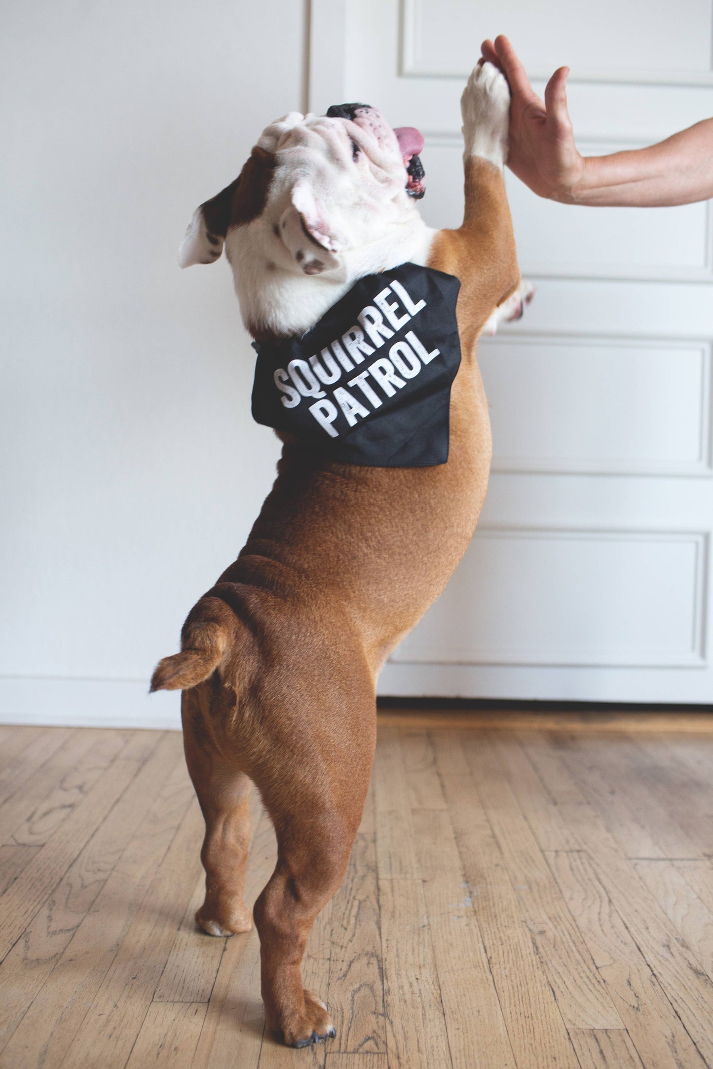 Squirrel Patrol Pet Bandana/Collar | Medium
