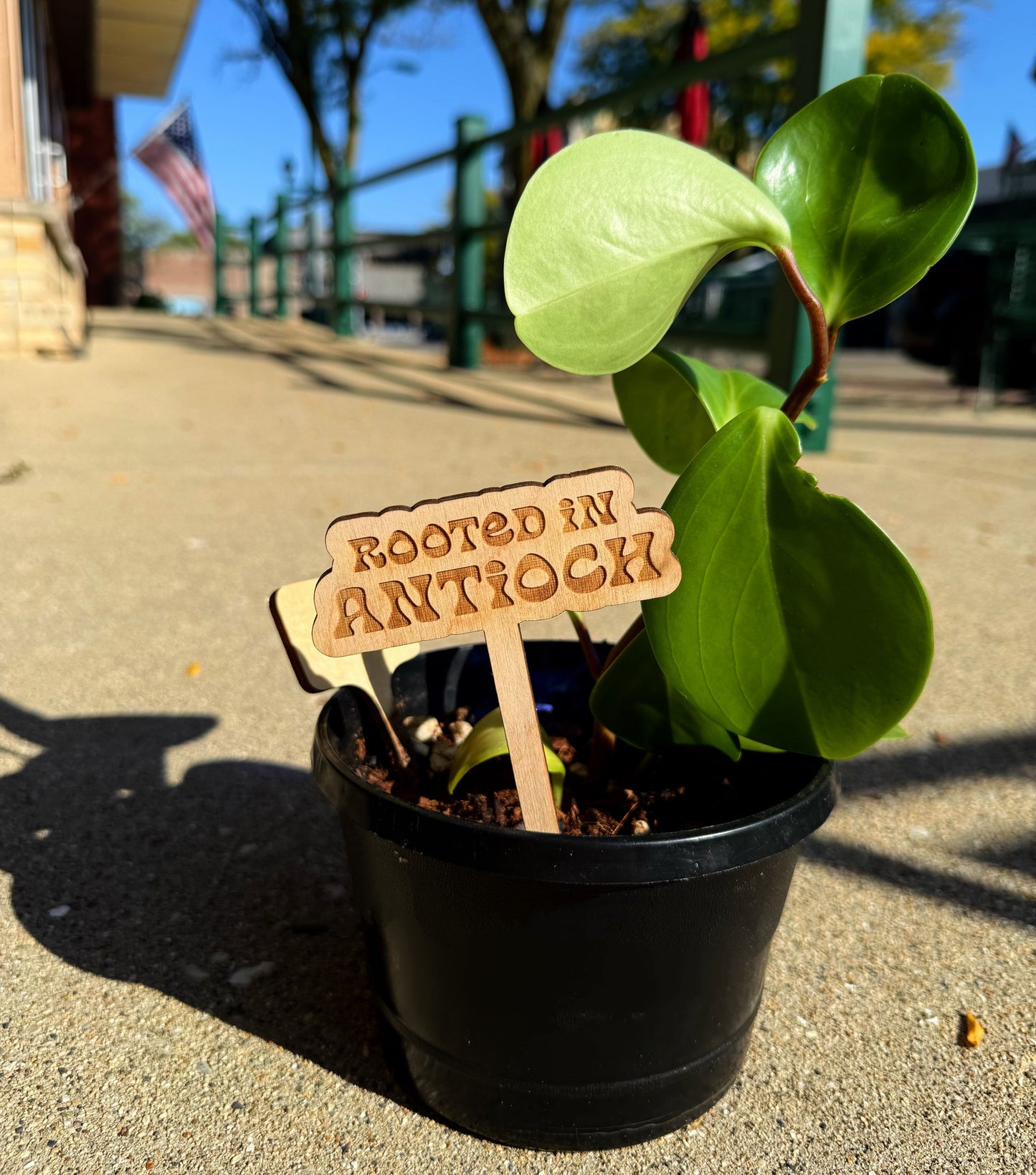 Rooted in Antioch Wooden Plant Stakes