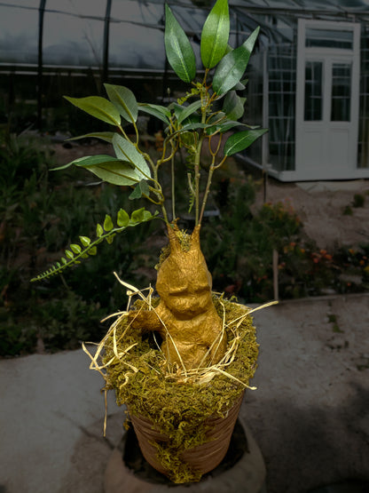 Mandrake Plants