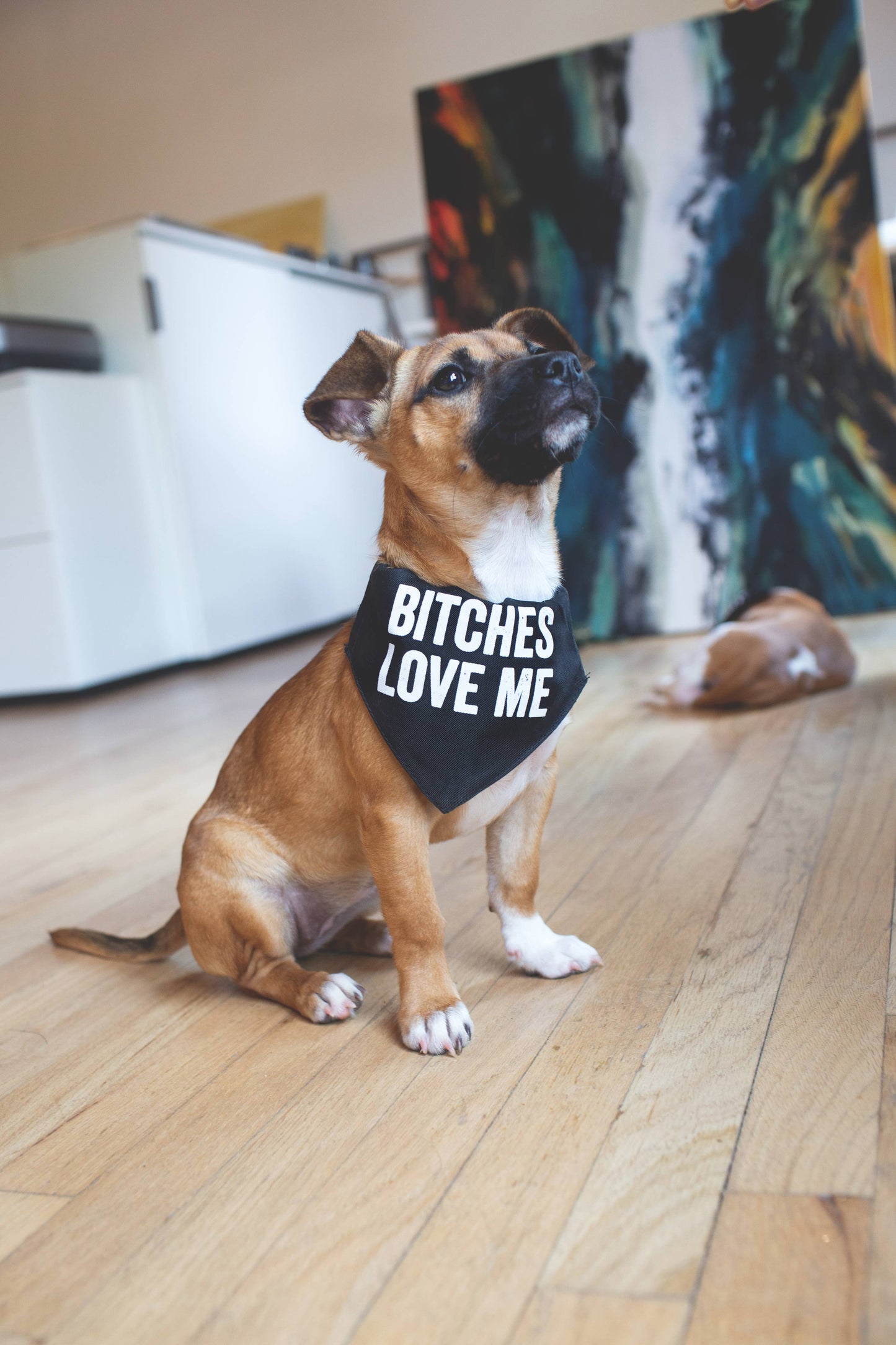 Bitches Love Me Pet Bandana/Collar | Large
