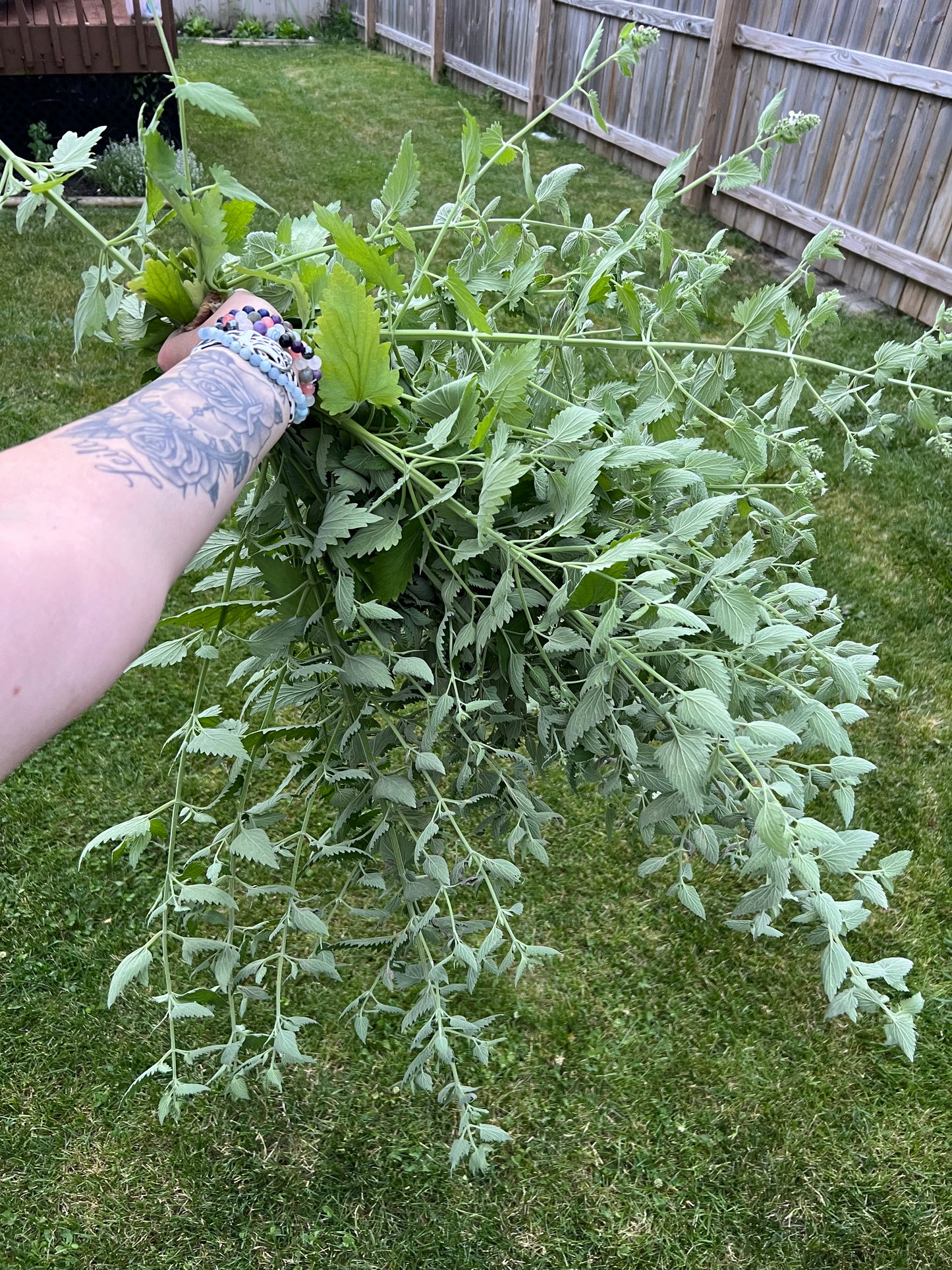 Locally Grown Catnip - 3oz