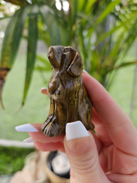 Tigers Eye Dog